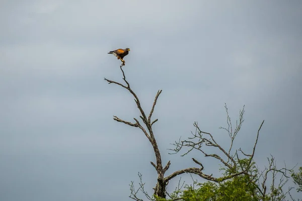 Harris Hawk nel Rio Grande Valley State Park, Texas — Foto Stock