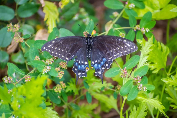 Um Spicebush Swallowtail no Parque Estadual do Vale do Rio Grande, Texas — Fotografia de Stock