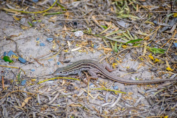 Six-lined Racerunner lizard in Rio Grande Valley State Park, Texas — Stock Photo, Image