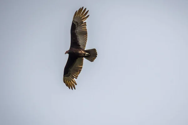 A large Turkey Vulture in Rio Grande Valley State Park, Texas — Stock Photo, Image