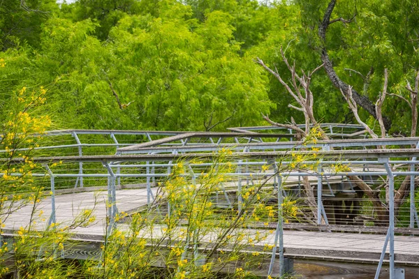 Um calçadão de trilha natural no Parque Estadual do Vale do Rio Grande, Texas — Fotografia de Stock