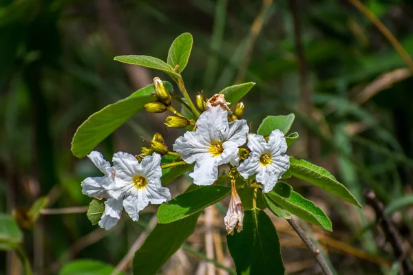 Fiori di campo bianchi nel Rio Grande Valley State Park, Texas — Foto Stock