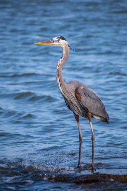 Sahilin sahil şeridinde gezinen büyük bir kuş.