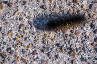 Acrea güvesi olmayı bekleyen bir larva deniz kıyısında ürperiyor.