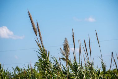 Güneşin yapraklarının arasından parladığı güzel bir çimen.