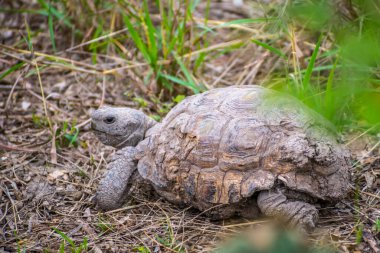 Weslaco parkında yiyecek arayan yaygın olarak bilinen bir kaplumbağa.