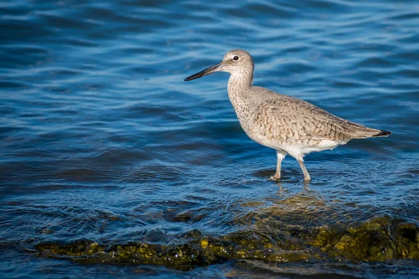Grande Shorebird Desfrutando Vista Redor Costa Costa — Fotografia de Stock