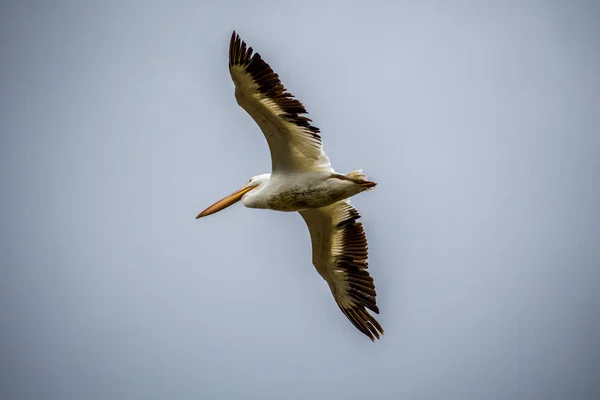 Grandes Aves Aquáticas Deslizando Pelo Céu Apreciando Brisa Dele Weslaco — Fotografia de Stock