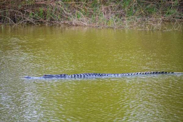 Reptiliano Comumente Conhecido Como Jacaré Nadando Redor Pântano Weslaco — Fotografia de Stock