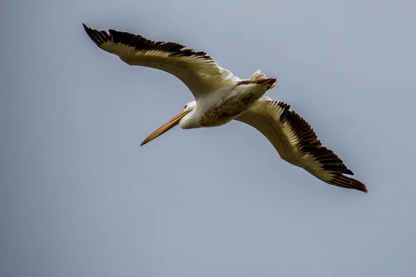 Grandes Aves Aquáticas Deslizando Pelo Céu Apreciando Brisa Dele Weslaco — Fotografia de Stock