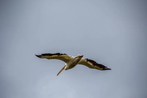 大規模な水の鳥が空を滑り ウェスラコでそれの風を楽しむ — ストック写真