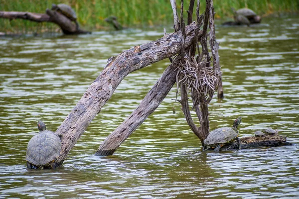 Semi Aquatic Turtle Chilling Wetlands Park Weslaco — Stock Photo, Image