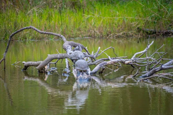 Semi Aquatic Turtle Chilling Wetlands Park Weslaco — Stock Photo, Image
