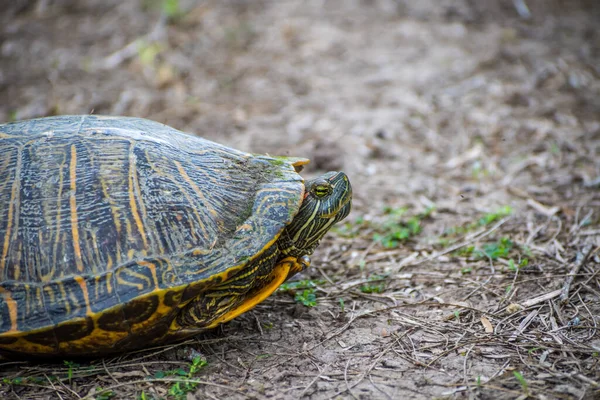 Halvakvatisk Sköldpadda Som Kyls Ned Parkens Våtmarker Weslaco — Stockfoto