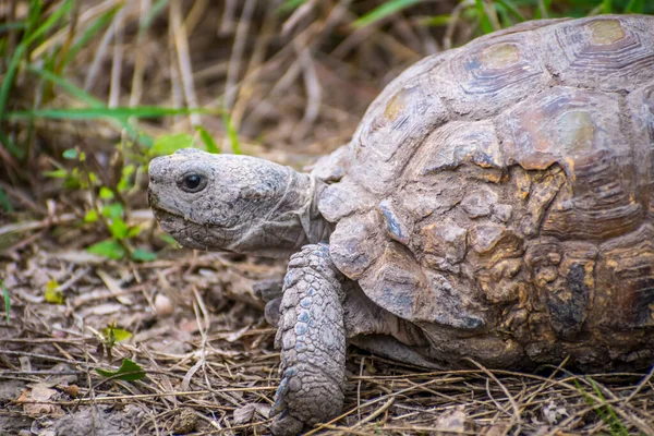 Weslaco parkında yiyecek arayan yaygın olarak bilinen bir kaplumbağa.