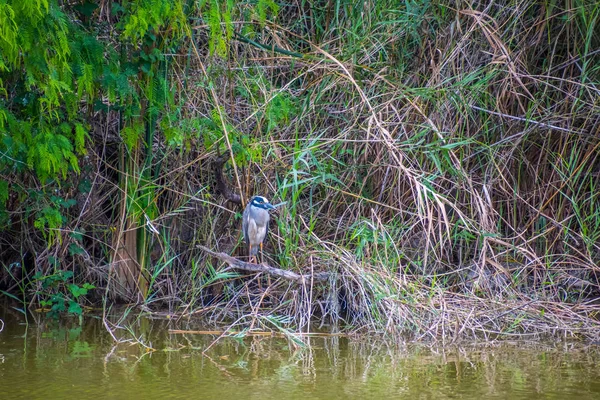 Large Wading Bird Chilling Pond Weslaco — Stock Photo, Image