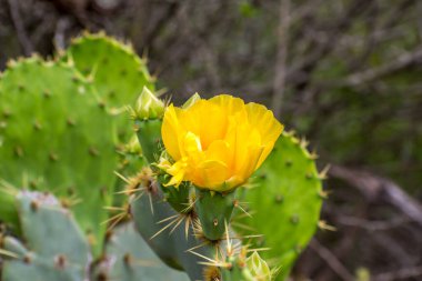 Weslaco parkındaki çiçekli kaktüsün güzel bir portresi.