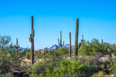 Apache Patikası çölünde ağaçsı bir kaktüs türü.