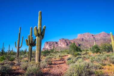 Apache Patikası çölünde ağaçsı bir kaktüs türü.