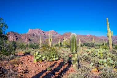 Apache Patikası çölünde ağaçsı bir kaktüs türü.