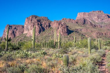 Apache Patikası çölünde ağaçsı bir kaktüs türü.