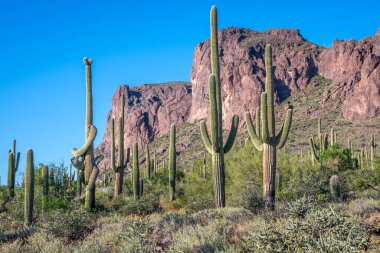 Apache Patikası çölünde ağaçsı bir kaktüs türü.