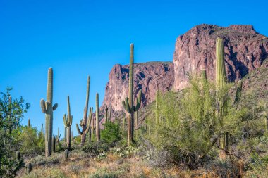 Apache Patikası çölünde ağaçsı bir kaktüs türü.