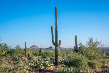 Apache Patikası çölünde ağaçsı bir kaktüs türü.