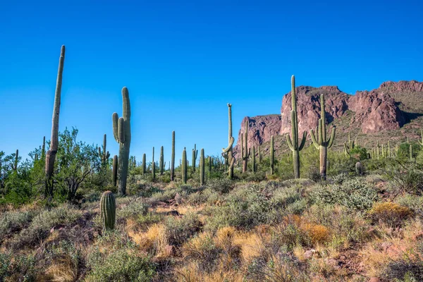 Arborescent Cactus Species Desert Apache Trail — Stock Photo, Image