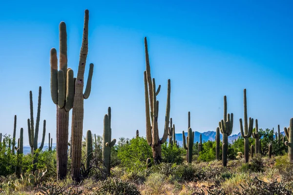 Вид Древесного Кактуса Пустыне Тропы Апачей — стоковое фото