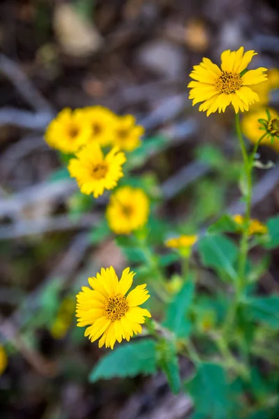 Blommande Rlig Kustvã Belyser Synen Skogen — Stockfoto