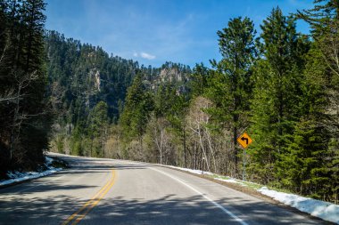 Yol gezisi ve ormanın güzel ormanları boyunca yolculuk