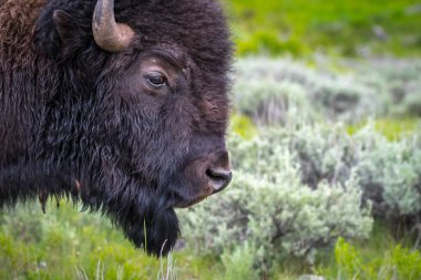 Koruma parkının yeşillik otlaklarında dolaşan bufalolar.