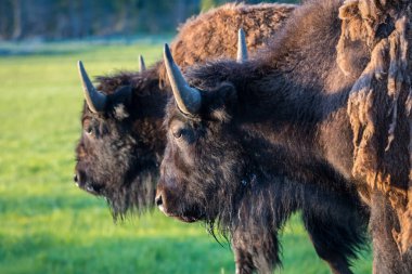 Koruma parkının yeşillik otlaklarında dolaşan bufalolar.
