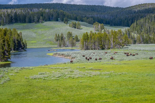 Büffel Tummeln Sich Auf Der Grünen Weide Des Naturschutzparks — Stockfoto