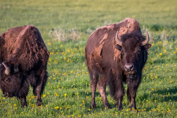 Búfalos Merodeando Por Los Pastizales Verdes Del Parque Reserva — Foto de Stock