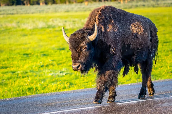 Buffaloes Roaming Greenery Pasture Preserve Park — Stock Photo, Image