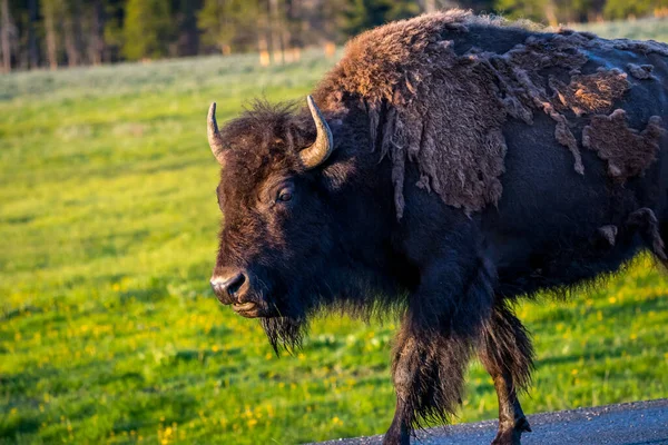 Buffaloes Roaming Greenery Pasture Preserve Park — Stock Photo, Image