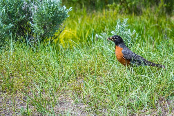 Rödaktig Apelsin Bröstfågel Fångar Sitt Byte Runt Reservatet Parken — Stockfoto