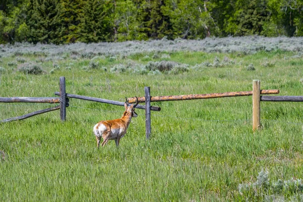 Artiodactyl Roaming Greenery Pasture Preserve Park — Stock Photo, Image