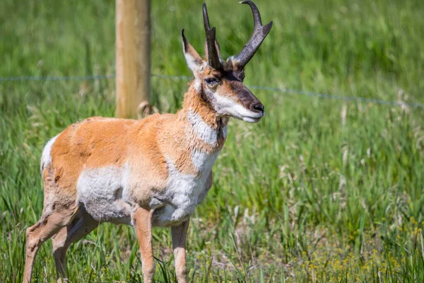 Artiodattilo Giro Nel Verde Pascolo Del Parco Delle Riserve — Foto Stock