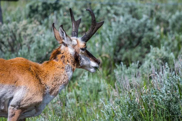 Artiodactyl Roaming Greenery Pasture Preserve Park — Stock Photo, Image