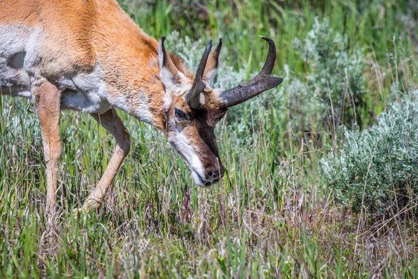 Artiodactyl Roaming Greenery Pasture Preserve Park — Stock Photo, Image