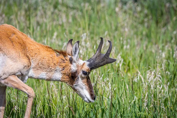 Artiodactyl Ströva Runt Grönska Betesmark Reservatet Parken — Stockfoto