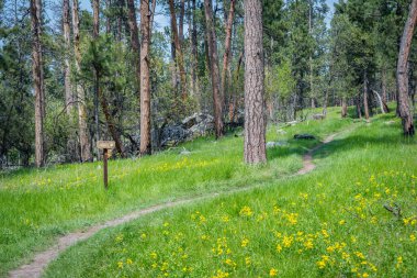 Şeytanlar Kulesi NM, Wyoming, 31 Mayıs 2019: Koruma alanı boyunca ortak bir patika