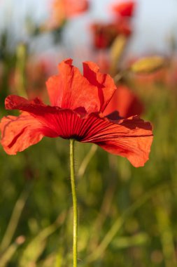 Kırsal bir alanda kırmızı haşhaş çiçekleri. Papaver.