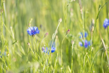 Güneşli bir günde ekinçiçekli tarla. Centaurea siyanüsü.