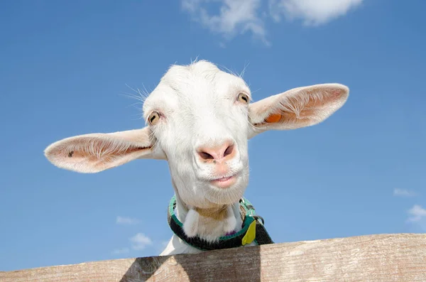goat smiling