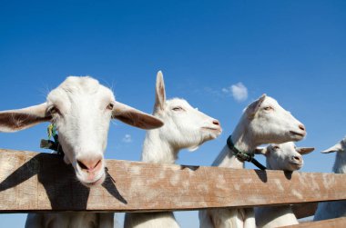 birçok keçi padok gülüyorsun