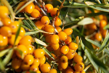 Bir dalda deniz dikenleri, sarkık